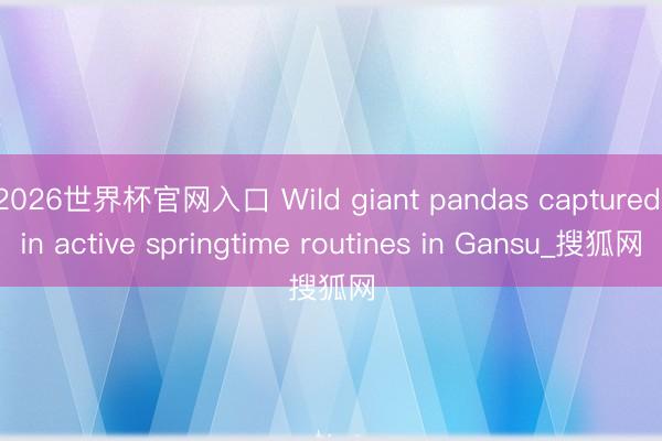 2026世界杯官网入口 Wild giant pandas captured in active springtime routines in Gansu_搜狐网
